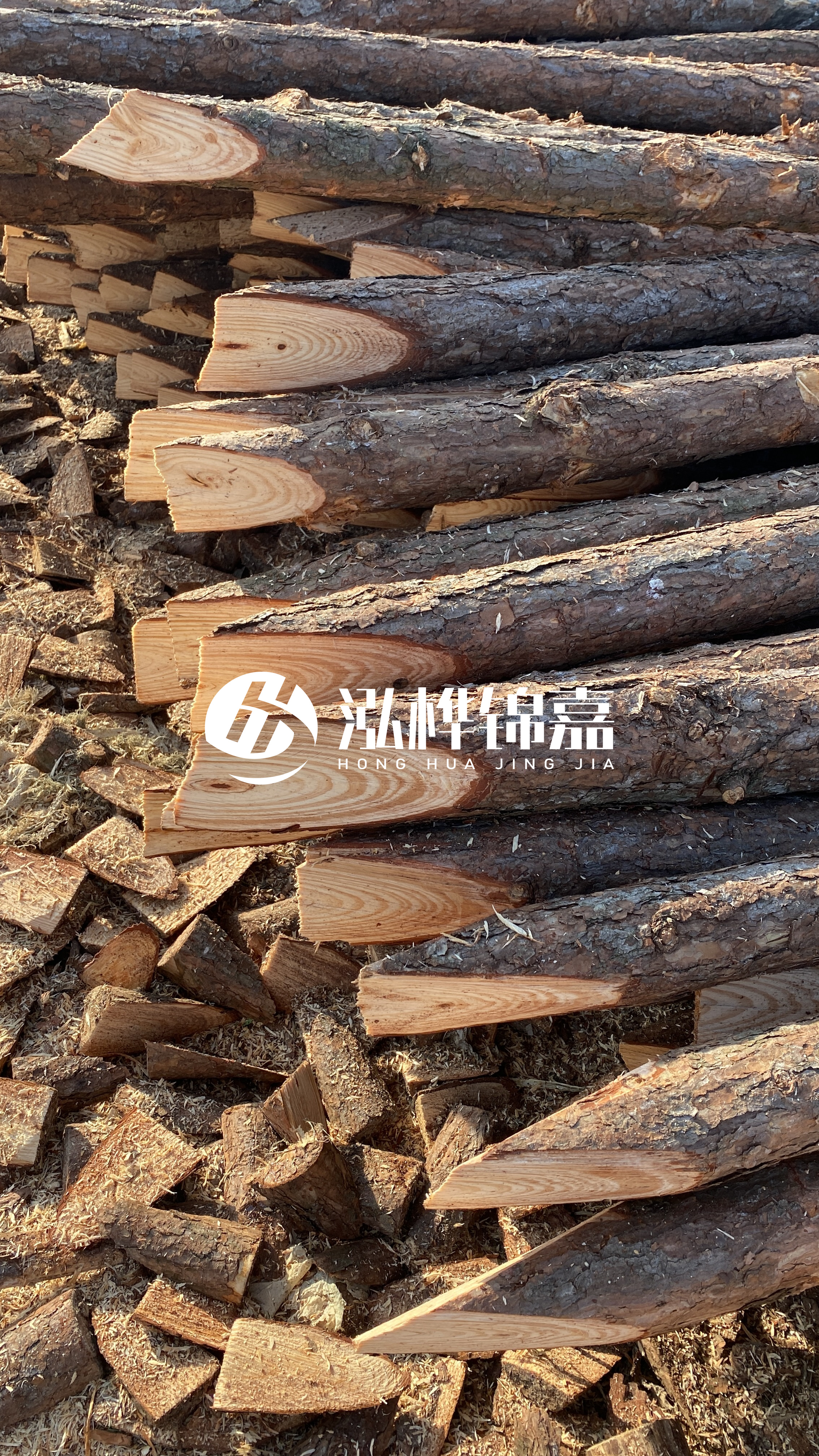 松木樁怎么分辨好壞？學(xué)會(huì)這幾招，輕松分辨松木樁好壞不踩雷！